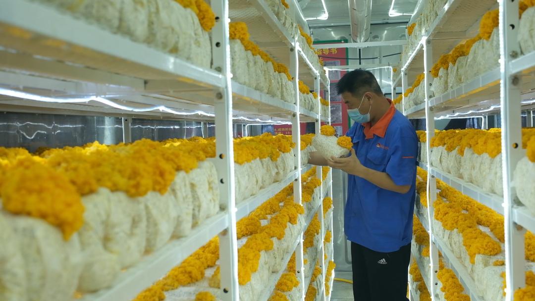 ɽ�|���f�����S�𡱮a(ch��n)�I(y��)����ġ������������Ƽ���(w��n)�a(ch��n)��